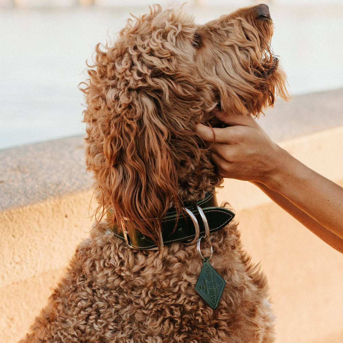 Leather Dog Collar - Designer